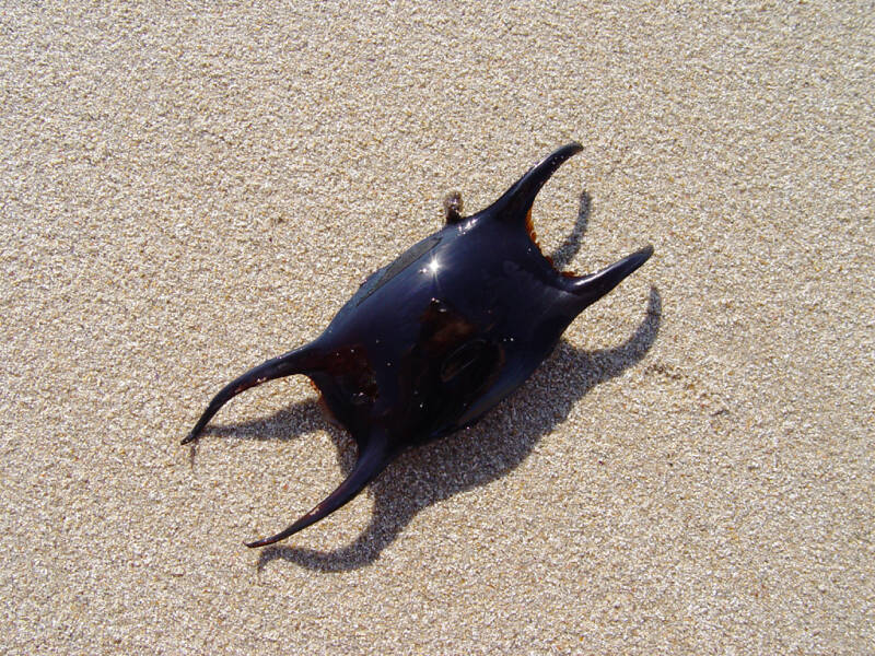 Mermaid's Purse