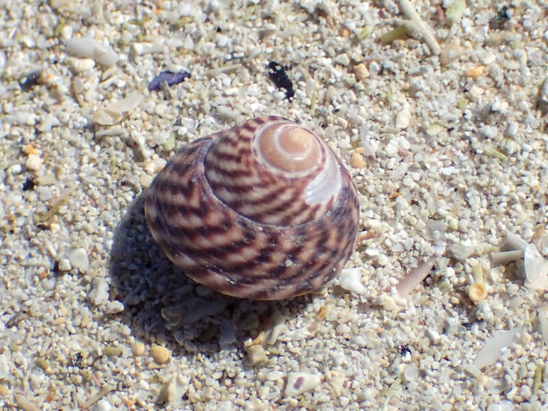 Grey Topshell