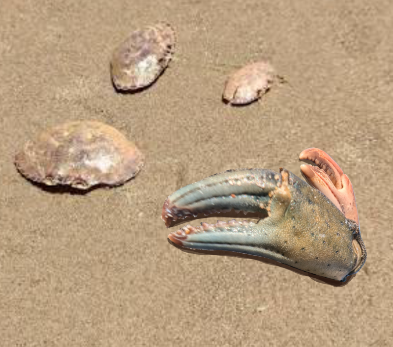 Crab Molt
