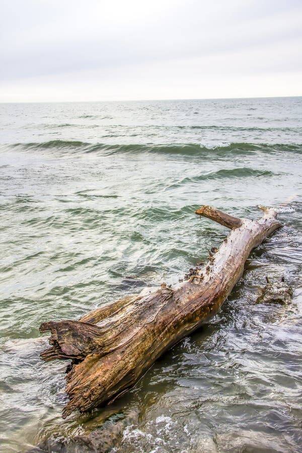 Driftwood