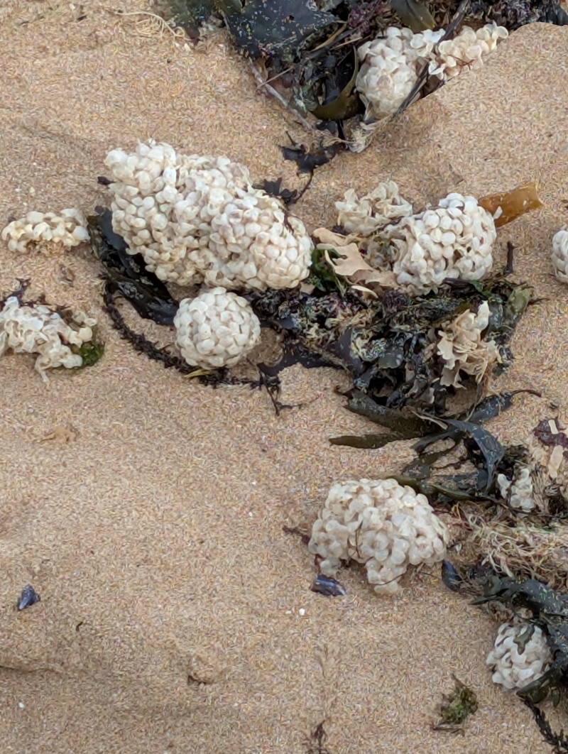 Sea Wash Ball