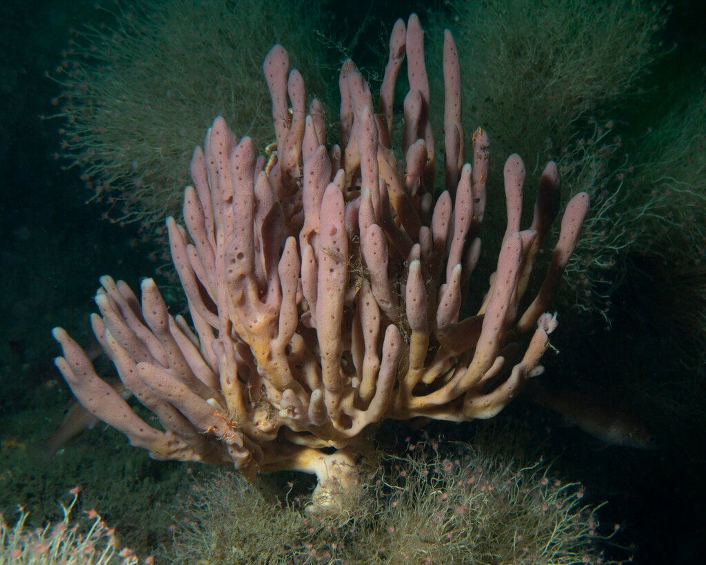 Mermaid Glove Sponge