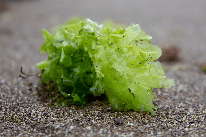 Sea Lettuce