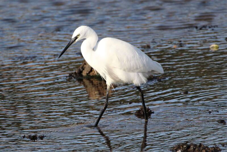 Little Egret