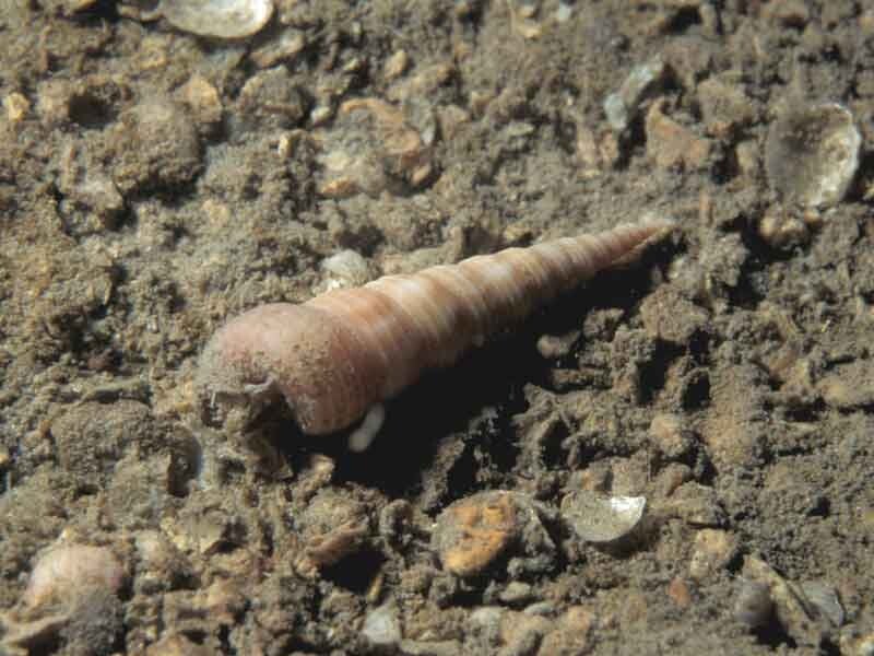 Auger Shell