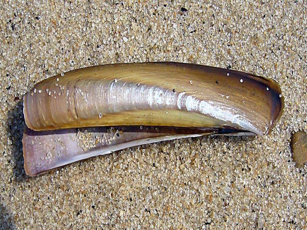 Razor Clam