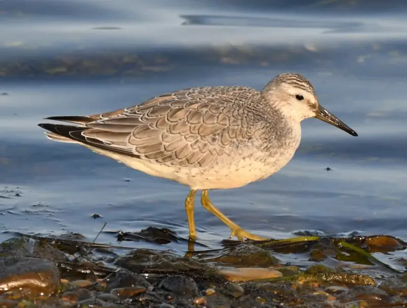 Red Knot