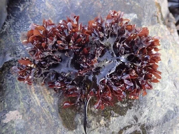 Irish Moss
