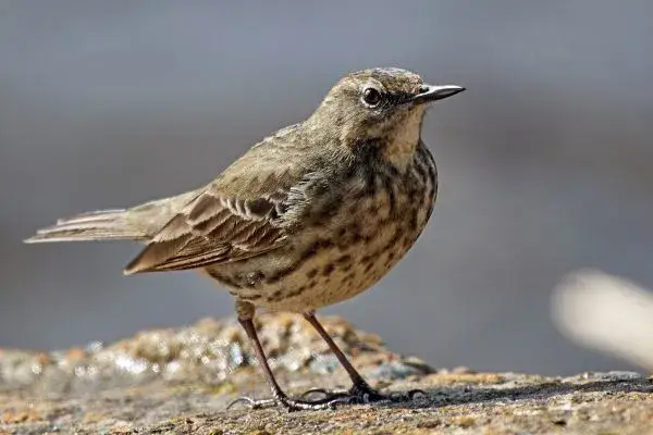 Rock Pipit