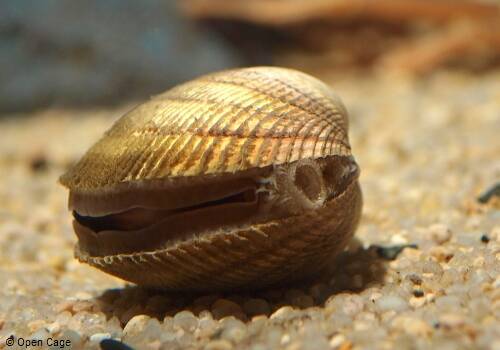 Cockle