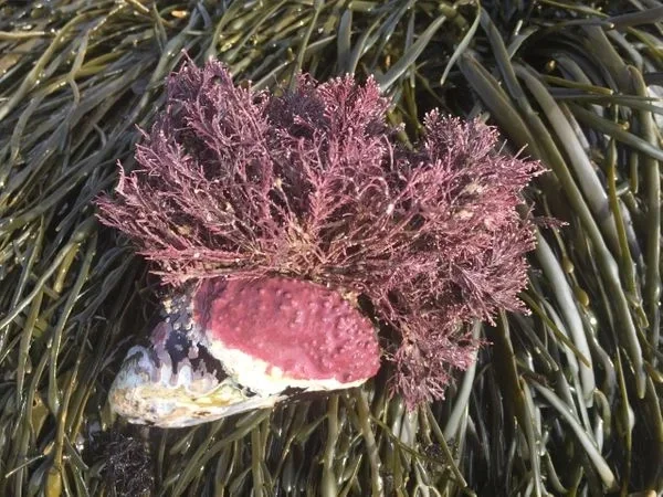 Coral Weed