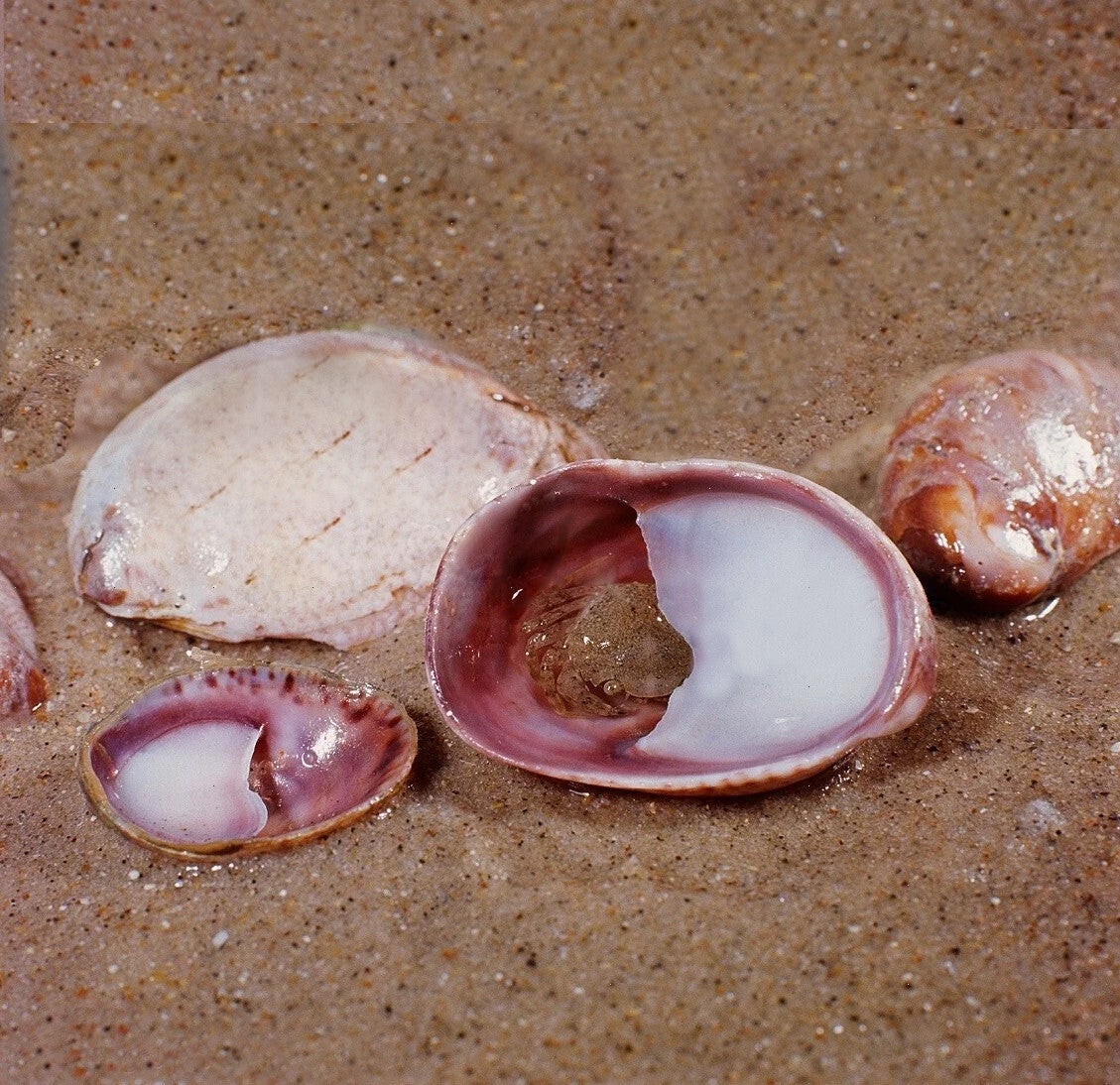 Slipper Limpet