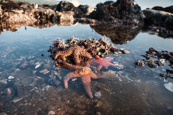 Common Starfish