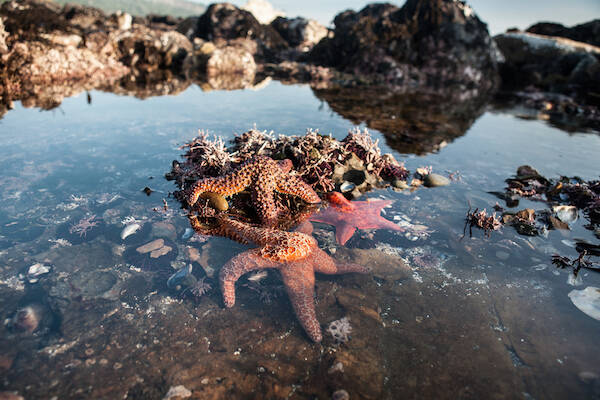 Rockpool