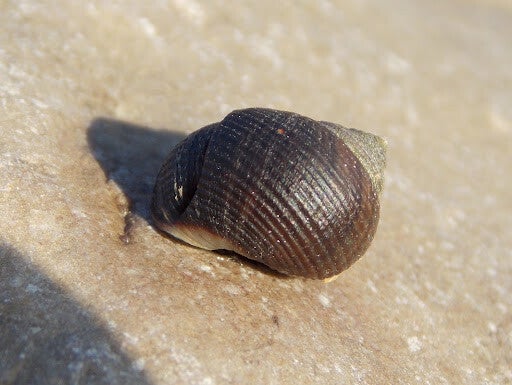 Common Periwinkle