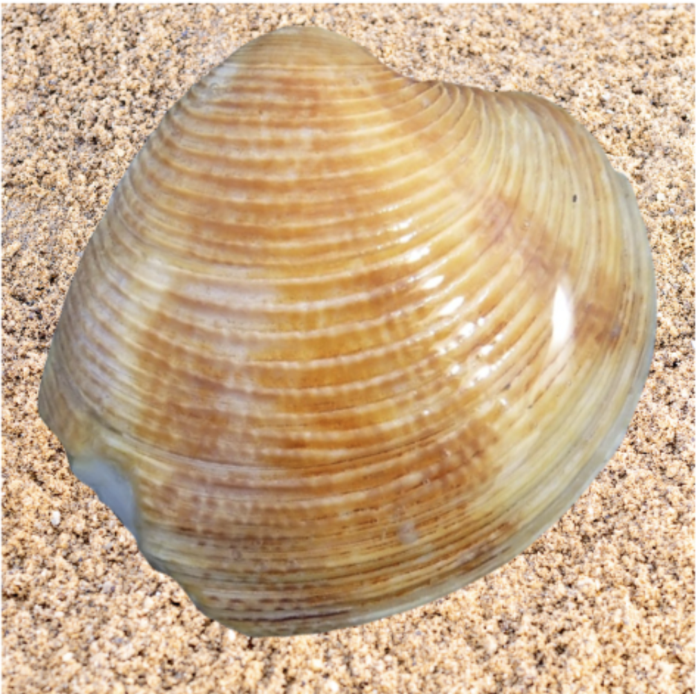 Striped Venus