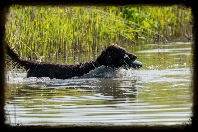 Jachthond in aktie!!