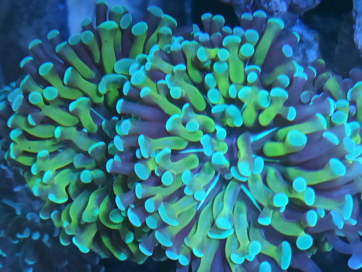 Onze missie C Corals