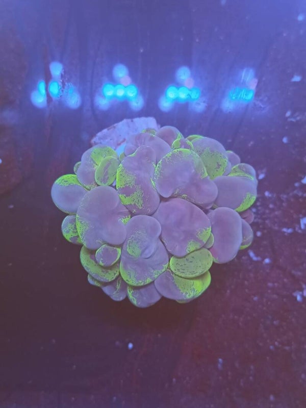 Plerogyra Sinuosa Green