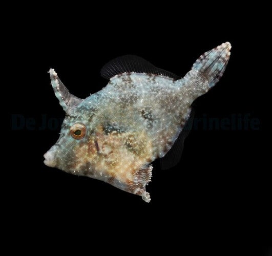 Acreichthys Tomentosus