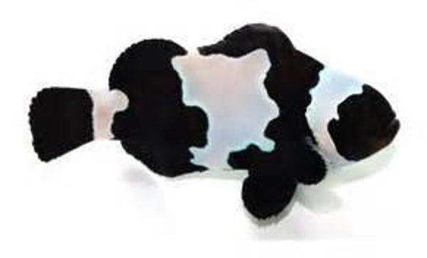 Ocellaris Black Snowflake Koppel