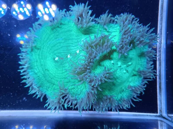 Catalaphyllia Jardinei XL