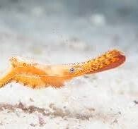 Leander Plumosus (Donald Duck shrimp)