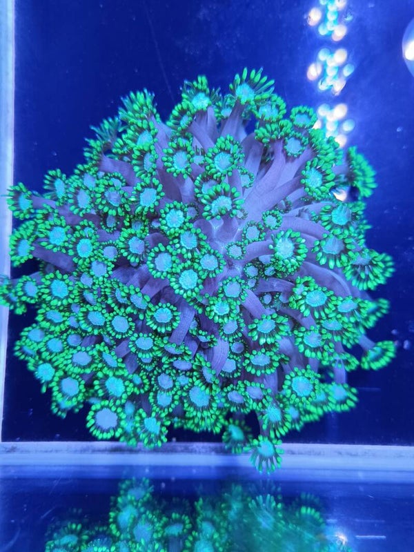 Goniopora Green