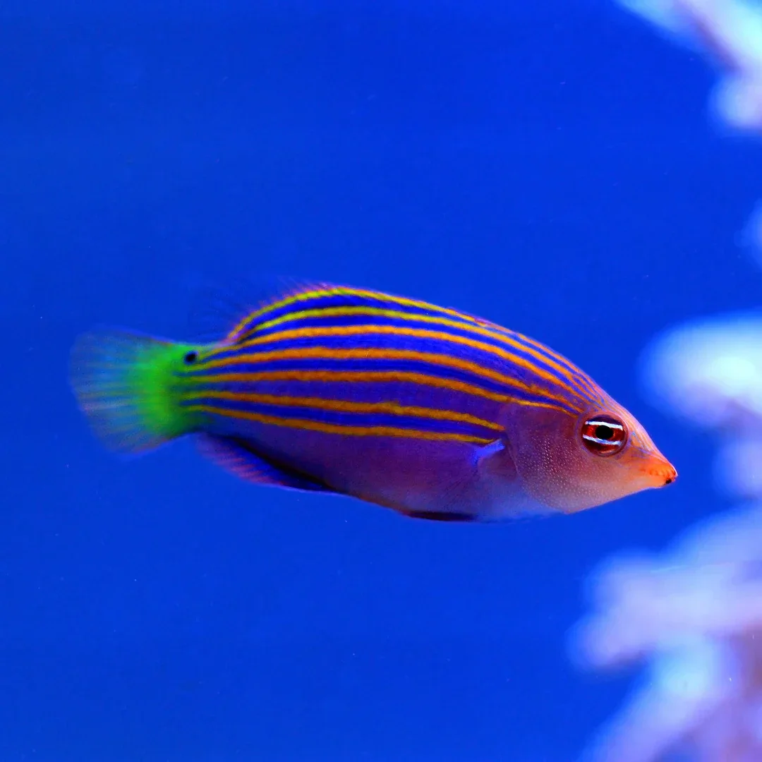 Pseudocheilinus hexataenia