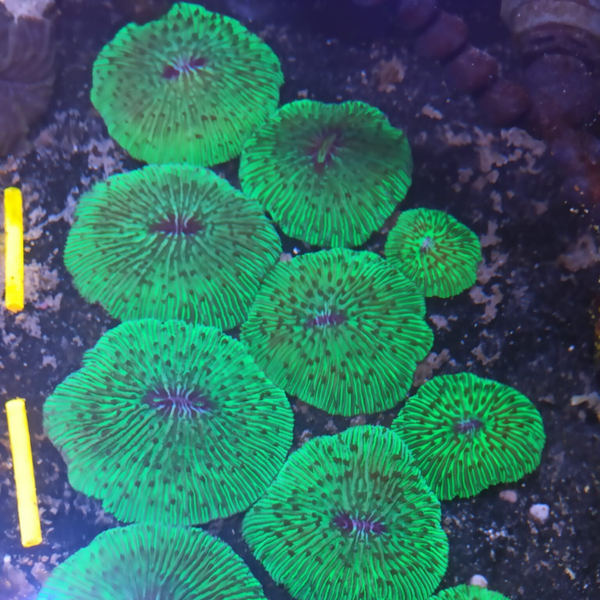 Fungia Green
