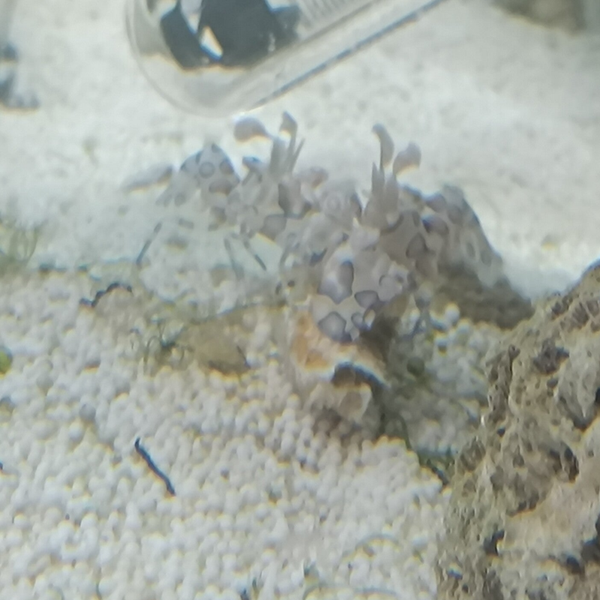 Hymenocyra Picta koppel (diepvriesvoer etend)