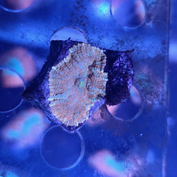 Rhodactis Orange special