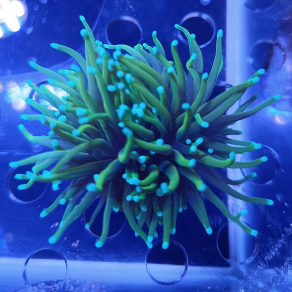 Euphyllia Glabrescens "Inca Gold"