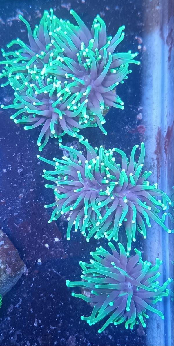 Euphyllia Glabrescens (Purple + green with light tips)