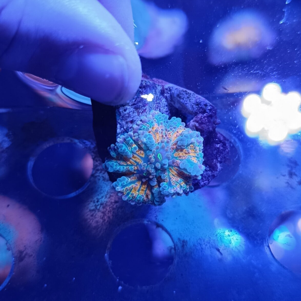 Ricordea yuma pumpkin