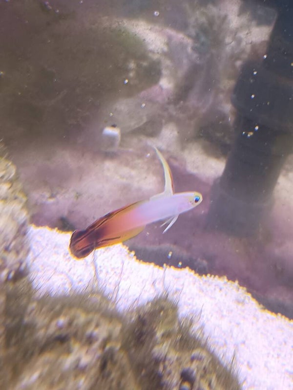 Nemateleotris Magnifica