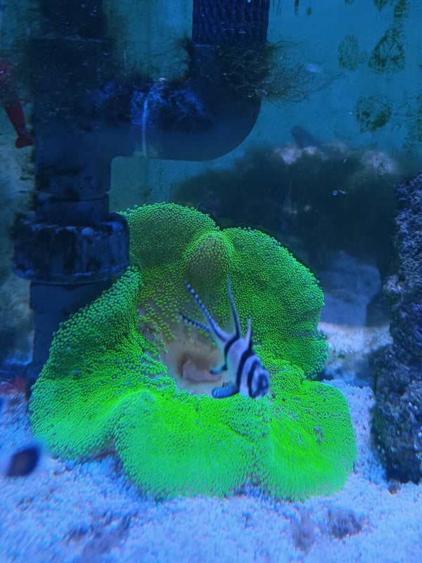 Stichodactyla Gigantea geen/yellow