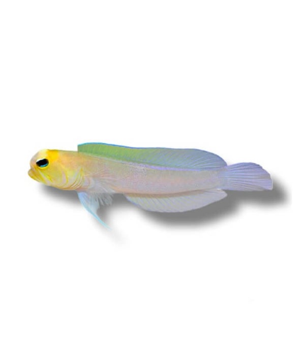 Opistognathus Aurifrons