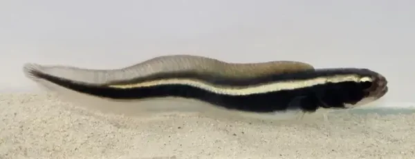 Pholidichthys leucotaenia