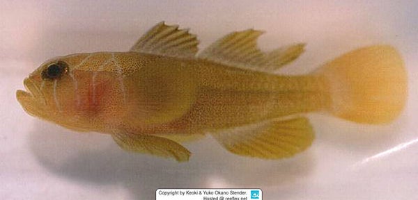 Priolepis Boreus