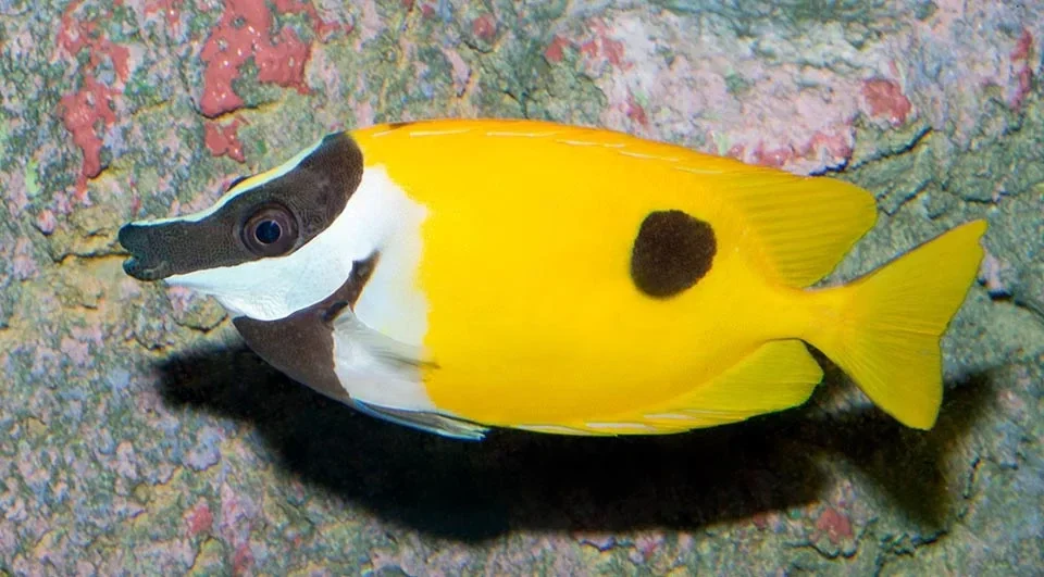 Siganus unimaculatus