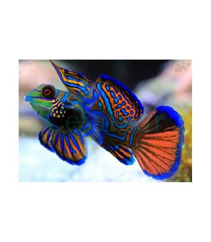 Pterosynchiropus Splendidus