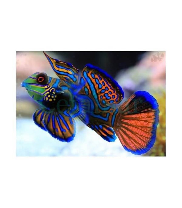 Pterosynchiropus Splendidus