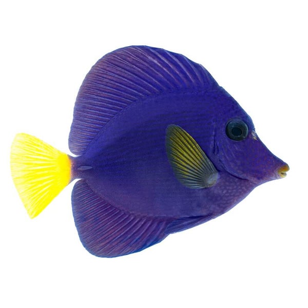 Zebrasoma Xanthurum