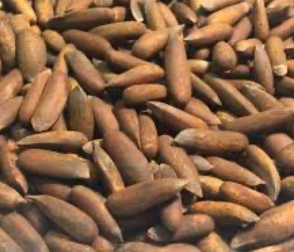 Pine Nuts (Chilgoze)