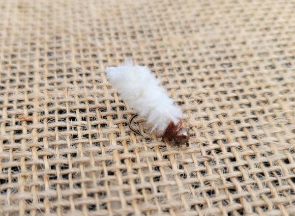 The Mop Fly