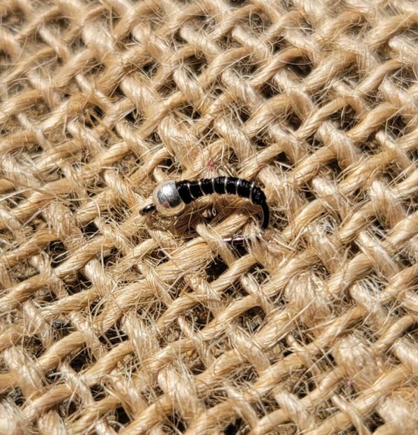 The Zebra Midge