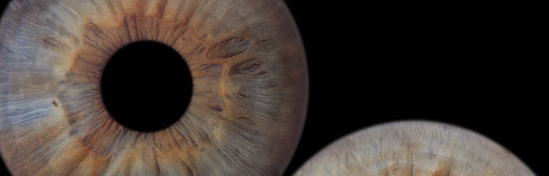 Nahaufnahme einer Iris als Symbol für Wahrnehmung, Selbsterkenntnis und neue Perspektiven.
