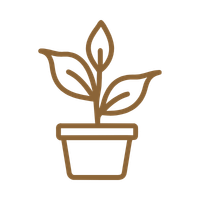 Pflanze im Blumentopf als Symbol für persönliches Wachstum, Potenzialentfaltung und Entwicklung bei WandelZeit e. V.