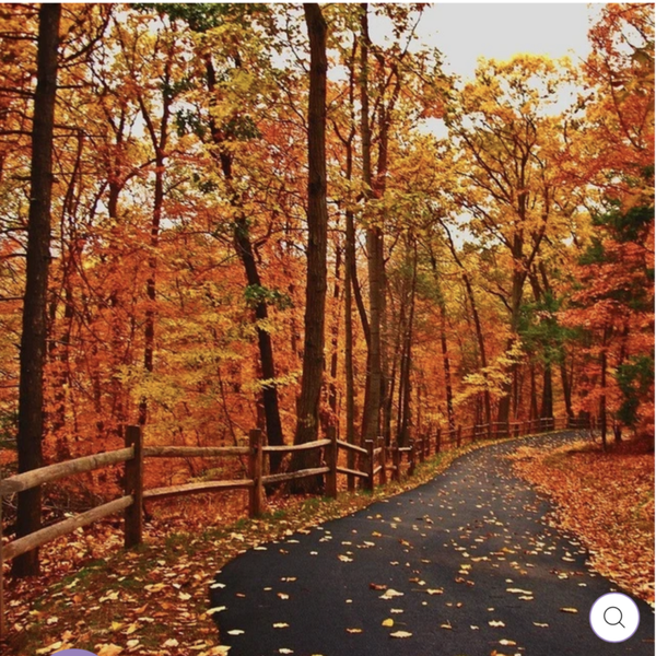 Autumn leaves
